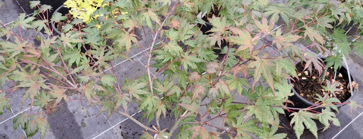 Acer palmatum ‘Aka Shigitatsu Sawa’