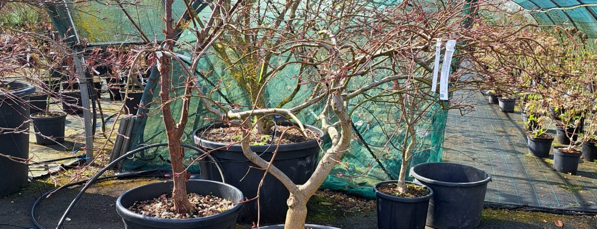 Acer palmatum dissectum ‘Inaba Shidare’